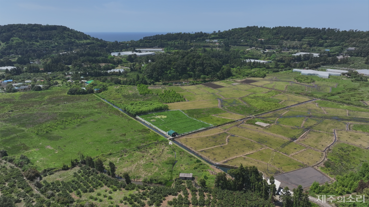 서귀포시 하논분화구 논농사지구. ⓒ제주의소리 자료사진