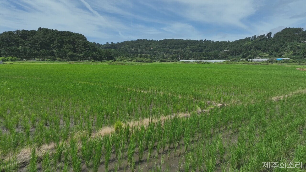 제주 하논분화구. ⓒ제주의소리 자료사진
