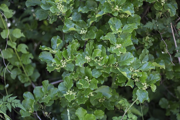 노박덩굴 수꽃차례. ⓒ문성필 시민기자.