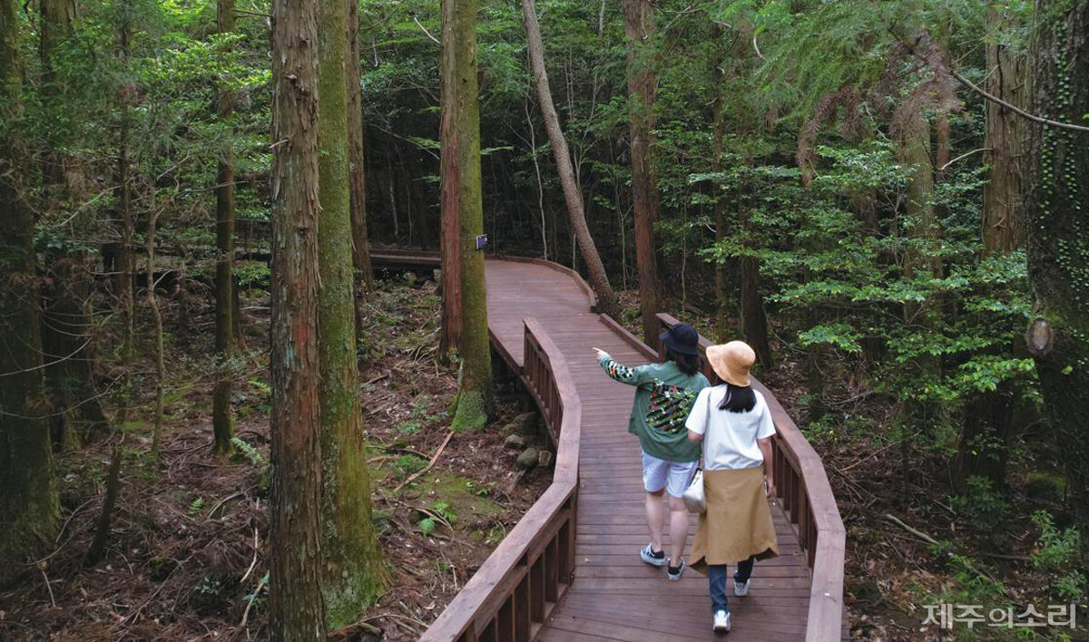 서귀포 치유의 숲.