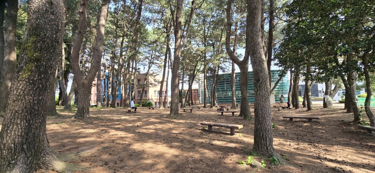 서귀포 동홍동 솔숲 / 사진=한국내셔널트러스트 누리집