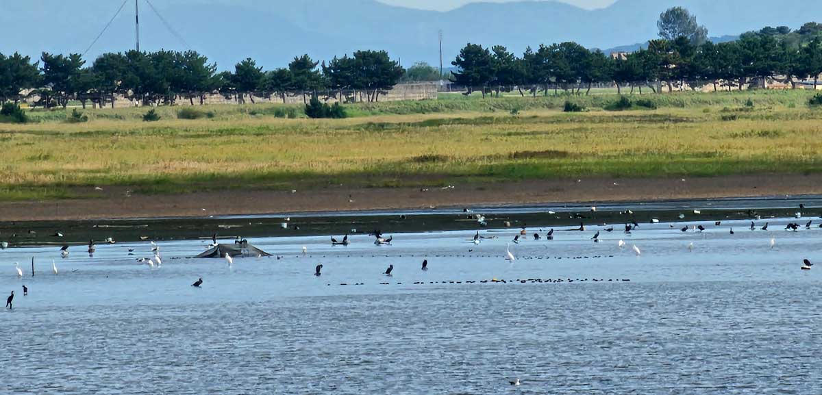 전라북도 새만금신공항 사업 예정 부지에 서식 중인 새떼.&nbsp; ⓒ제주의소리