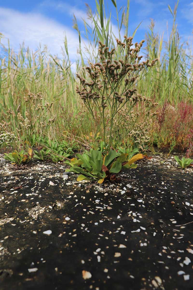전라북도 새만금신공항 예정 부지에 서식중인 염생식물. ⓒ제주의소리<br>