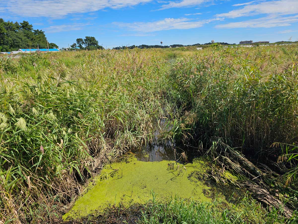 전라북도 새만금신공항 예정 부지 내 습지. ⓒ제주의소리<br>