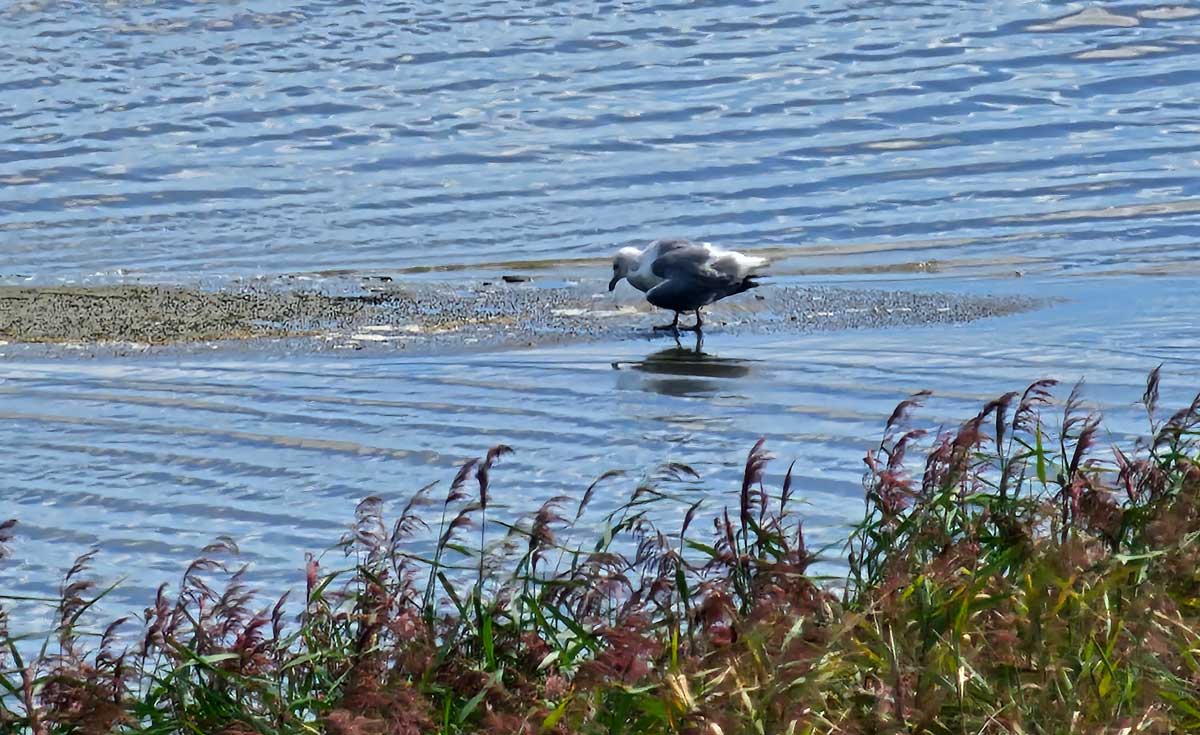 전라북도 새만금신공항 사업 예정 부지에 서식 중인 새. ⓒ제주의소리<br>