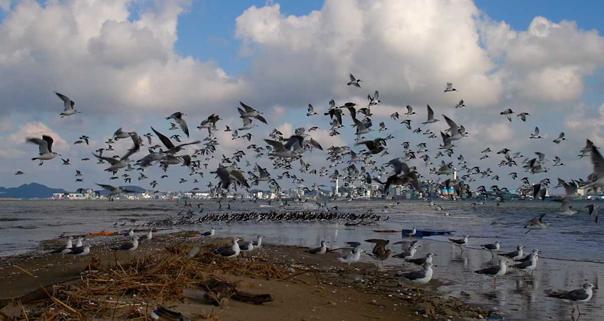 새만금의 생태계를 기록한 다큐멘터리 영화 &lt;수라&gt; 갈무리.&nbsp;