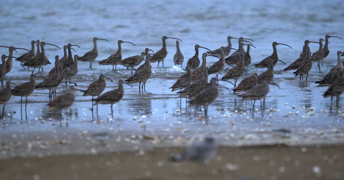 새만금의 생태계를 기록한 다큐멘터리 영화 &lt;수라&gt; 갈무리.&nbsp;<br>