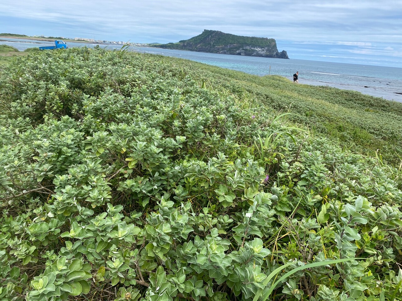 신양 해안사구 순비기나무군락. 사진=제주자연의벗.<br>