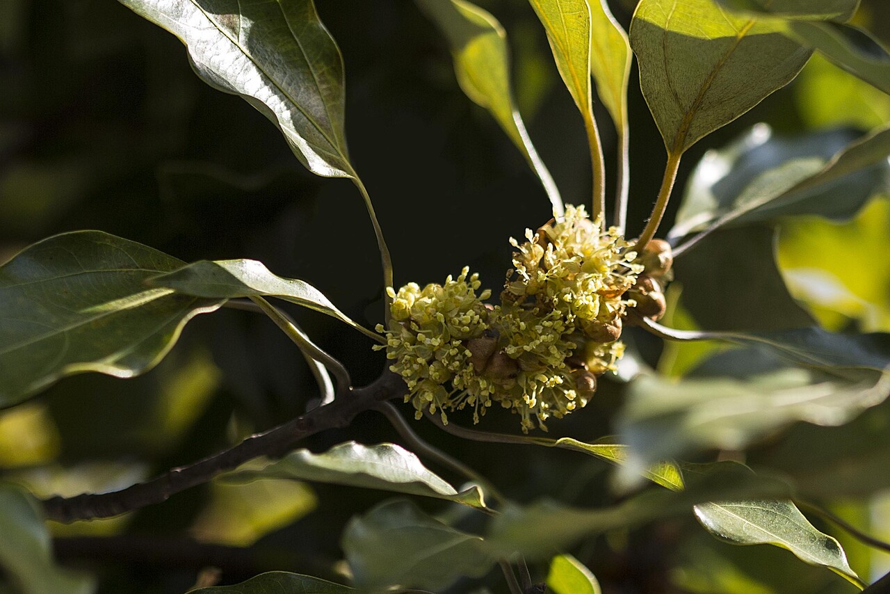 참식나무 수꽃차례.