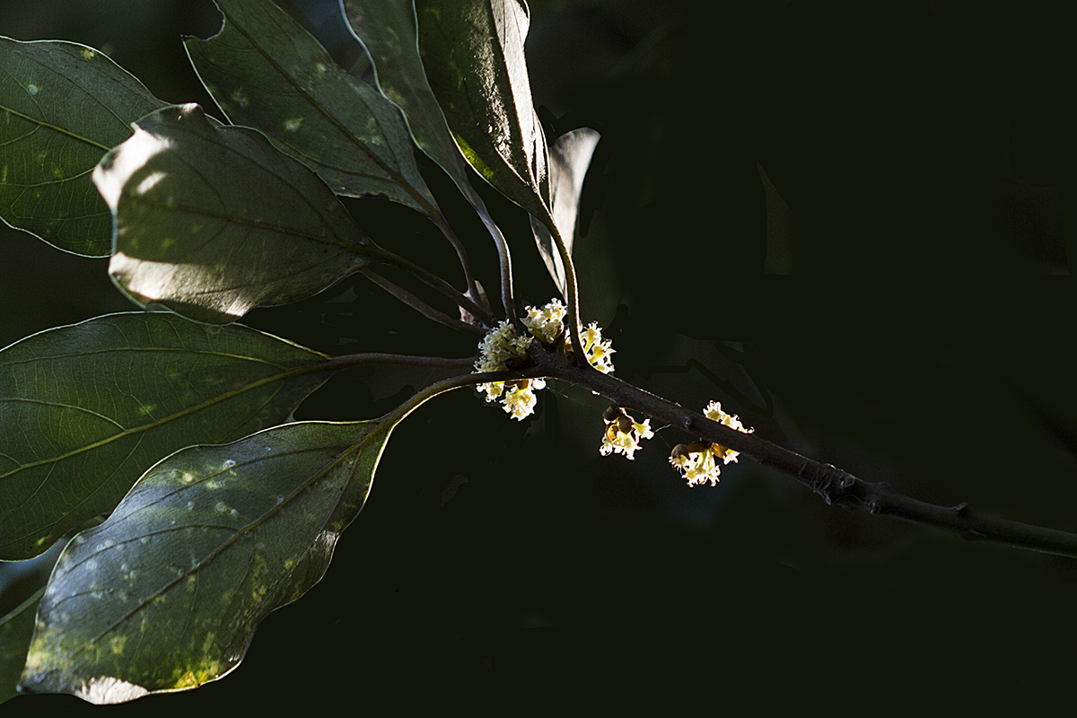 참식나무 암꽃차례1.