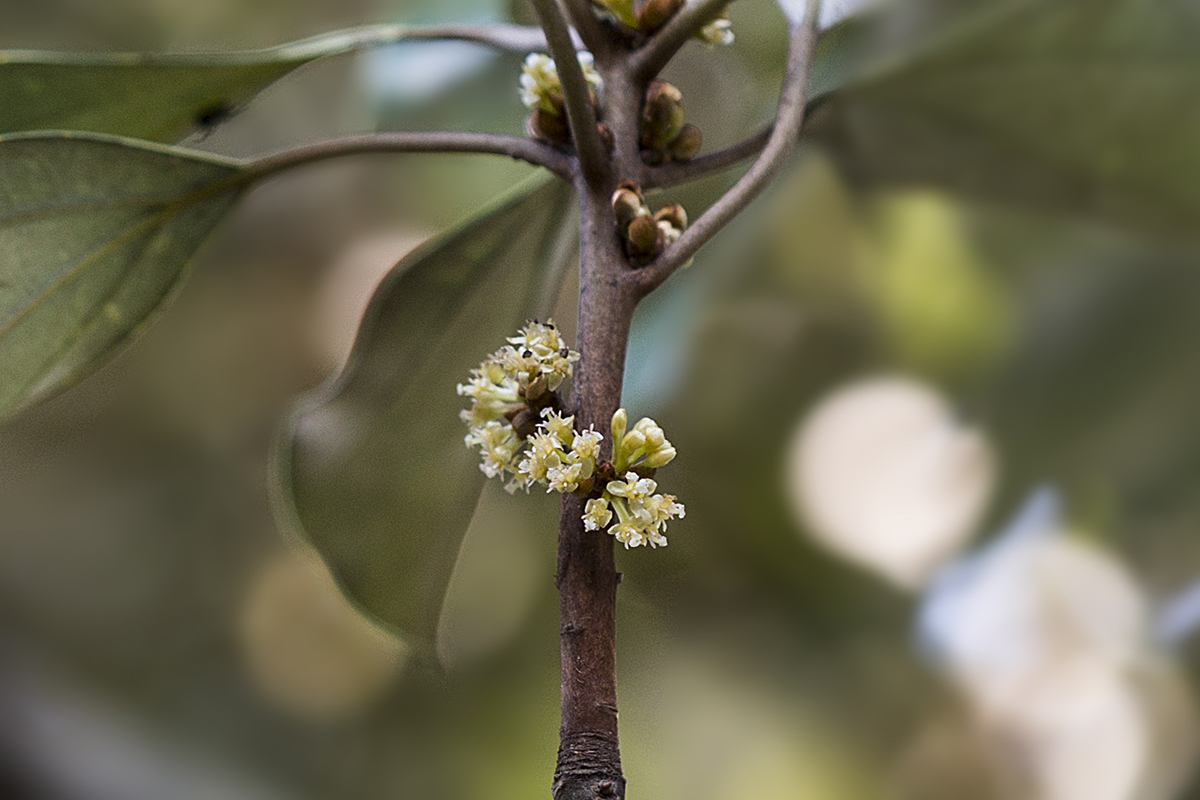 참식나무 암꽃차례2.