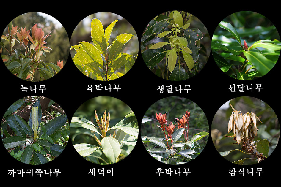 녹나무과의 새순 비교표.