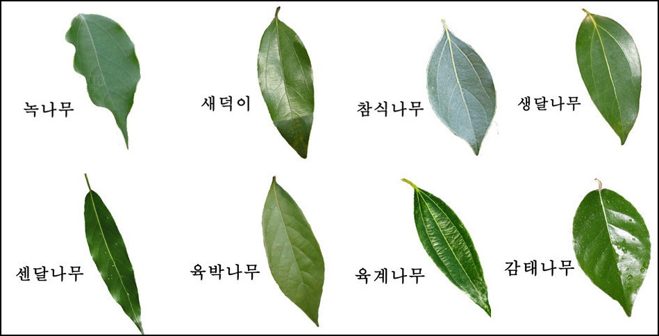 녹나무과의 잎 비교표.