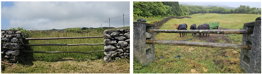 플로레스섬의 정낭(왼쪽), 피쿠섬의 정낭(오른쪽)