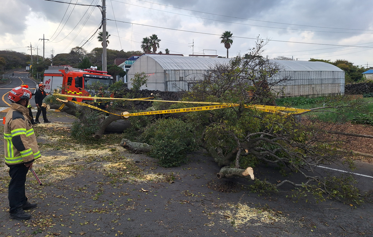 바람에 의해 쓰러진 나무. 사진=제주소방안전본부.