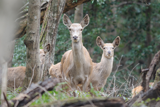 꽃사슴은 사회성, 지능, 고통 반응이 높은 포유류로서 부상, 고통, 스트레스, 고아 개체 발생 등의 윤리 문제가 매우 크다. 제주도 중산간에 서식 중인 꽃사슴. ⓒ제주의소리 자료사진