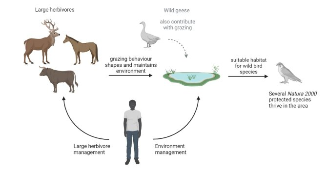 네델란드의 오스트바르더스플라센(Oostvaardersplassen)의 생태계. 이 그림은 자연보호구역 생태계의 일부를 단순화하여 표현한 것으로, 대형 초식동물이 더욱 중요한 역할을 한다. 대형 초식동물은 방목을 통해 초원을 형성하고 유지하여 결과적으로 이 지역은 거위에게 매력적인 서식지가 되어, 여러 보호 습지와 물새에게 적합한 환경을 조성하고 있다. 출처: Natura 2000