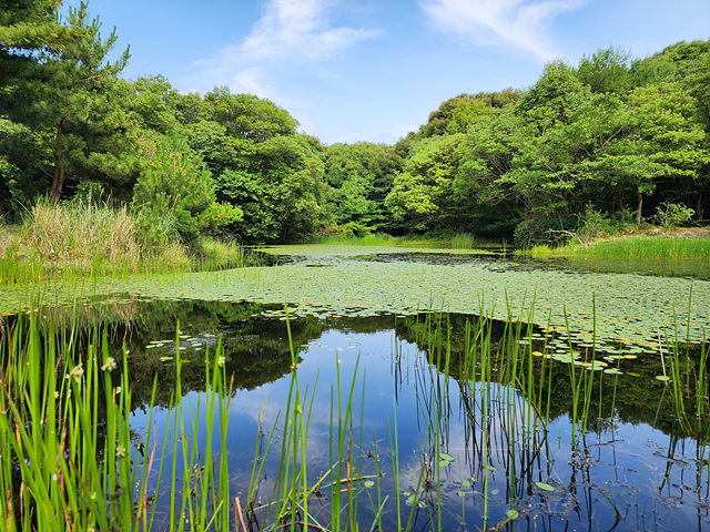 자연의 촘항 습지,&nbsp;동백동산 먼물깍 습지. 사진제공=제주생태관광지원센터<br>