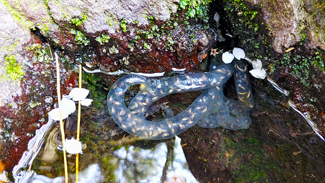 제주도롱뇽 알. 사진제공=제주자연생태공원<br>