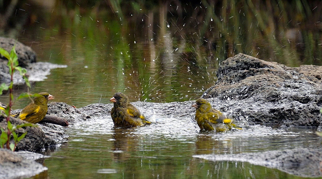 습지는 새들의 생명수, 바위 사이 물이 고인 습지에서 더위를 식히는 방울새. 사진제공=제주생태관광지원센터