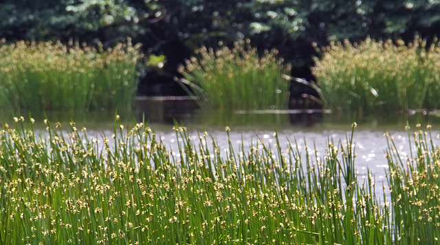 습지의 건강성을 나타내는 지표식물, 물장오리의 송이고랭이. 사진제공=제주생태관광지원센터