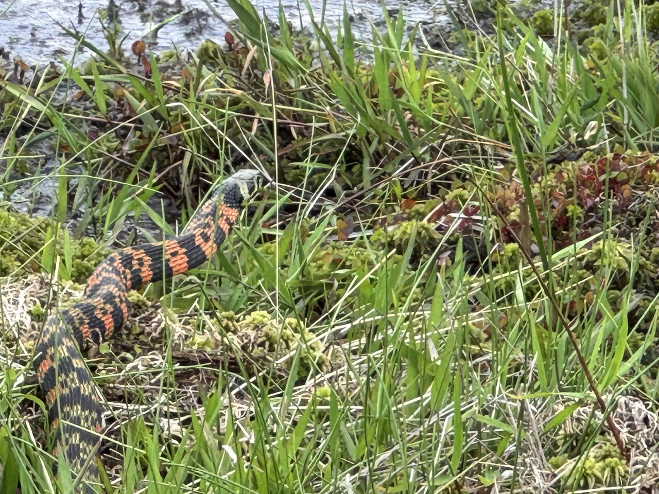 유혈목이. 사진=김정자