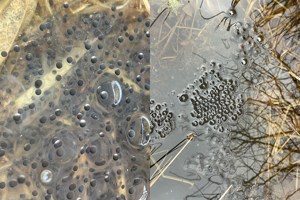 산개구리알. ⓒ고제량